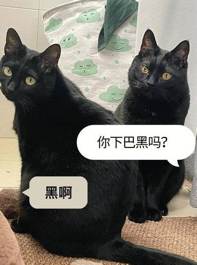 看见黑猫代表什么